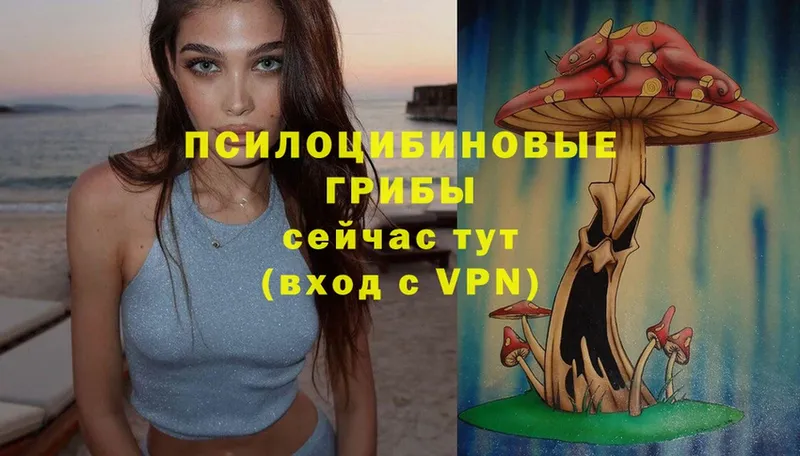 Галлюциногенные грибы Psilocybe  кракен онион  Асино 